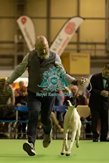 Pointer Prints: Pointer Judging Saturday 8th March