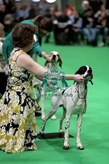 Pointer Prints: Pointer Showing
