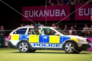 Police display