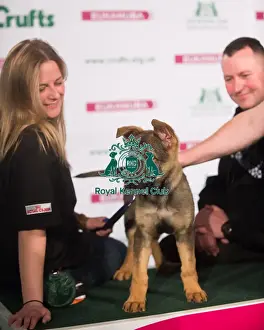 Crufts 2015 Prints: Police puppy
