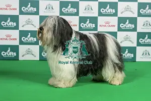 Thursday Prints: Polish Lowland Sheepdog Best of Breed Crufts 2026