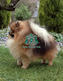Pomeranian