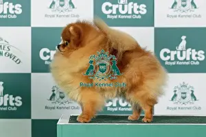 Saturday Prints: Pomeranian Best of Breed Crufts 2026