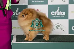 Pomeranian Prints: Pomeranian BOB