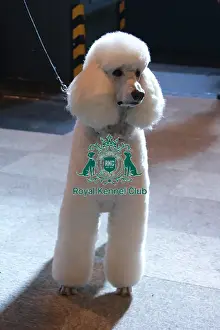 poodle