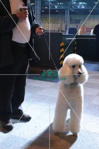 poodle