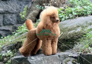 Grooming before showing