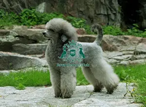 Poodle (Miniature)