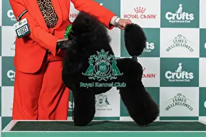 Utility Group Prints: Poodle (Miniature) Best of Breed Crufts 2026