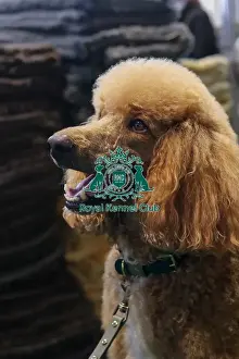Portrait Prints: Poodle Portrait