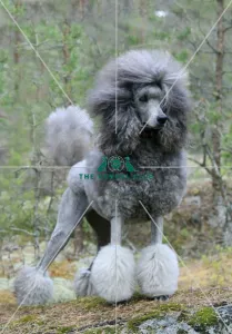 Grooming before showing
