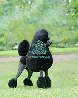 Poodle (Standard)