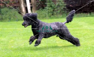 Poodle (Standard)