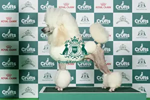 Utility Group Prints: Poodle (Standard) Best of Breed Crufts 2026