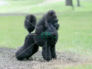 Poodle (Toy)