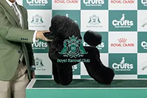 Utility Group Prints: Poodle (Toy) Best of Breed Crufts 2026 Ch Dream High Kai Kennel Afterglow Adrenaline (imp)
