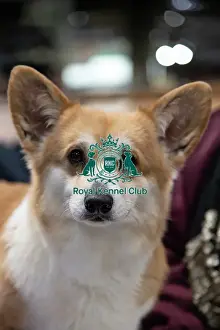 Portrait of Ein the Welsh corgi from Sheffield owner: Lousie roper