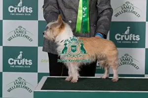 Crufts 2025 Best Of Breed Prints: Portuguese Podengo (Warren Hound) BOB