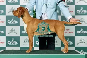 Sunday Prints: Portuguese Pointer Best of Breed Crufts 2026 Swiss Sh Ch Fabpoint Pagan Through Pointoak Ww23 (Imp Prt) (Mr M W Taylor)