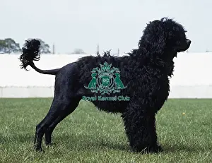 Diane Pearce Collection Prints: Portuguese Water Dog