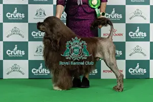 Portuguese Water Dog Prints: Portuguese Water Dog Best of Breed Crufts 2026