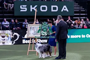 Shake Prints: Presentation of the BIS 2024 painting from the last years Crufts winner