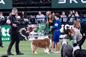 Shake Prints: Presentation of the BIS 2024 painting from the last years Crufts winner