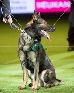 Presentation of the Police Dog Team Operational and Humanitarian Presentation of the Police Dog Team Operational and Humanitarian