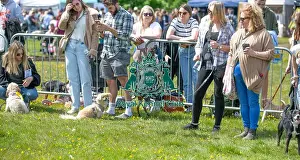 Chelmsford Prints: Prettiest Crossbreed Bitch Class Dog And Owner
