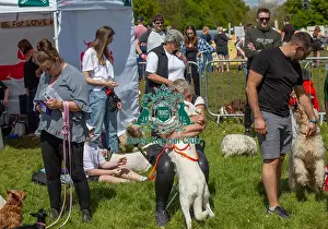 Chelmsford Prints: Prettiest Crossbreed Bitch Class Dog And Owner