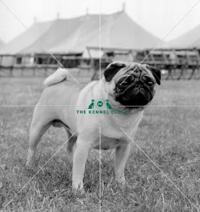 Pug
