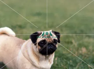 Pug