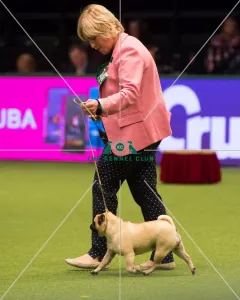 PUG Best of Breed 2017