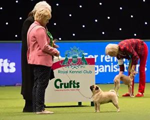 PUG Best of Breed 2017
