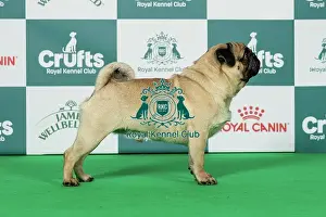 Saturday Prints: Pug Best of Breed Crufts 2026