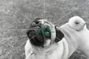 Pug Pug