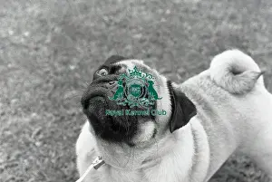Pug