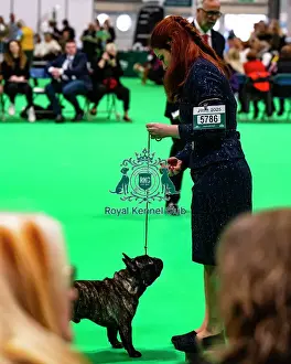 Friday 7th March Prints: Puppy French Bulldog