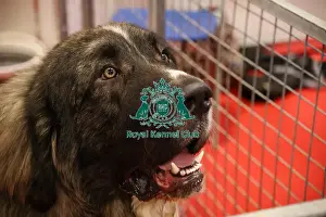 Crufts 2025 Discover Dogs Prints: Pyrenean Mastiff Discover Dogs