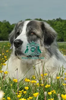 Pyrenean Mastiff (Imp)