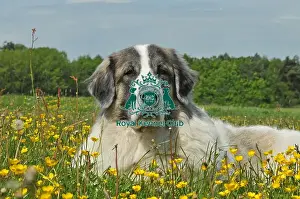Working Prints: Pyrenean Mastiff (Imp)