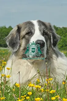 Pyrenean Mastiff (Imp)