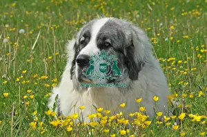 Pyrenean Mastiff (Imp)
