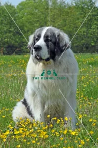 Pyrenean Mastiff (Imp)