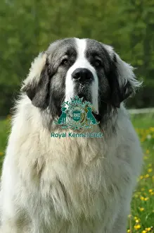 Pyrenean Mastiff (Imp)