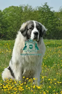 Pyrenean Mastiff (Imp)