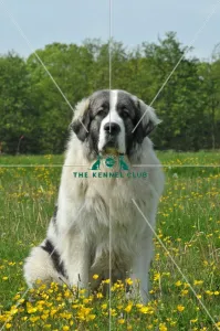Pyrenean Mastiff (Imp)
