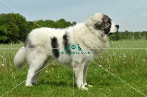 Pyrenean Mastiff (Imp)
