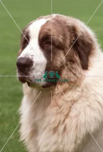 Pyrenean Mastiff (Imp)