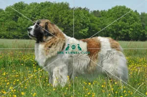 Pyrenean Mastiff (Imp)